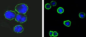 Figure 1: Confocal immunofluorescence analysis of methanol-fixed BCBL-1 (left) and L1210 (right) cells using CD37 mouse mAb(green), showing membrane localization. Blue: DRAQ5 fluorescent DNA dye.