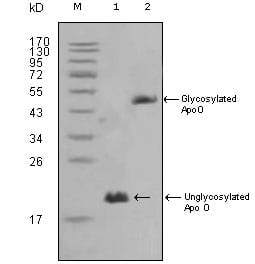 Figure 1: Western blot analysis using ApoO mouse mAb against HepG2 (1) and 3T3L1(2) cell lysate.