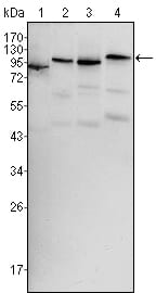 Figure 1: Western blot analysis using BRAF mouse mAb against Hela (1), HL60 (2), HepG2 (3) and NIH/3T3 (4) cell lysate.