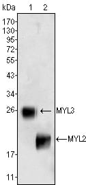 Figure 1: Western blot analysis using MYL3 (1) and MYL2 (2) mouse mAb against rat fetal heart tissue lysate.