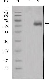 Figure 1: Western blot analysis using DKK1 mouse mAb against HEK293 (1) and DKK1-hIgGFc transfected HEK293 cell lysate (2).