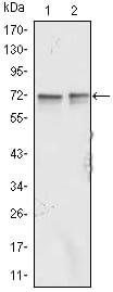Figure 1: Western blot analysis using FMR1 mouse mAb against Jurkat (1) and K562 (2) cell lysate.