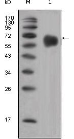 Figure 1: Western blot analysis using FGFR4 mouse mAb against extracellular domain of human FGFR4 (aa22-369).