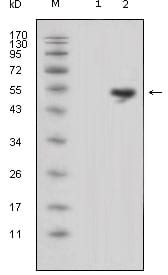Figure 1: Western blot analysis using LCN1 mouse mAb against HEK293 (1) and LCN1-hIgGFc transfected HEK293 cell lysate (2).