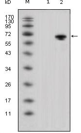 Figure 1: Western blot analysis using WNT5A mouse mAb against HEK293 (1) and WNT5A-hIgGFc transfected HEK293 cell lysate (2).