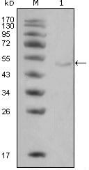 Figure 1: Western blot analysis using LPL mouse mAb against Hela cell lysate (1).