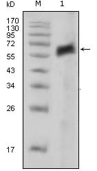 Figure 1: Western blot analysis using AXL mouse mAb against extracellular domain of human AXL (aa19-444).