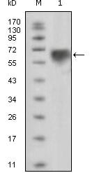 Figure 1: Western blot analysis using TYRO3 mouse mAb against extracellular domain of human TYRO3 (aa41-429).