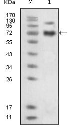 Figure 1: Western blot analysis using EphB4 mouse mAb against extracellular domain of human EphB4 (aa16-539).