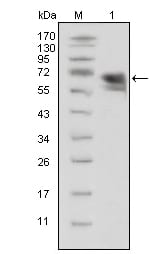 Figure 1: Western blot analysis using TrkA mouse mAb against extracellular domain of human TrkA(aa33-423).