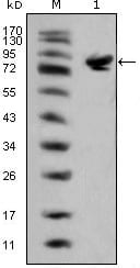 Figure 1: Western blot analysis using ISL1 mouse mAb against full-length ISL1 (aa1-349)-hIgGFc transfected HEK293 cell lysate(1).