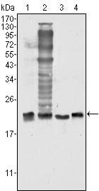 Figure 1: Western blot analysis using SOD1 mouse mAb against Hela (1), NIH/3T3 (2), A549 (3) and A431 (4) cell lysate.