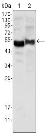 Figure 1: Western blot analysis using AAT mouse mAb against human plasma (1) and NIH/3T3 cell lysate (2).