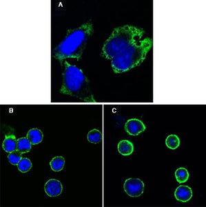 Figure 1: Confocal immunofluorescence analysis of Hela cells (A), BCBL-1 cells (B) and L1210 cells (C) using MPS1 mouse mAb (green). Blue: DRAQ5 fluorescent DNA dye.