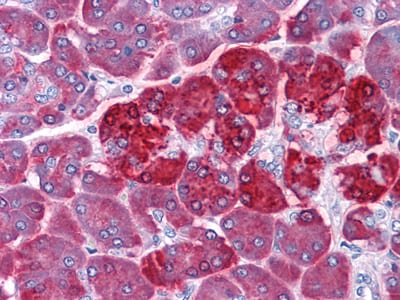 Figure 1: Immunohistochemical analysis of paraffin-embedded human Pancreas tissues using REG1A mouse mAb