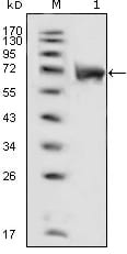 Figure 1: Western blot analysis using FGFR1 mouse mAb against extracellular domain of human FGFR1 (aa22-376).