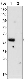 Figure 1: Western blot analysis using GATA4 mouse mAb against rat fetal heart (1) and adult heart (2) tissues lysate.