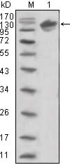 Figure 1: Western blot analysis using ERBB3 mouse mAb against human ERBB3 (aa22-369)-hIgGFc trasfected HEK293 cell lysate (1).
