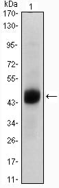 Figure 1: Western blot analysis using FOXA2 mouse mAb against A549 (1) cell lysate.