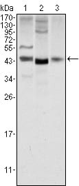 Figure 1: Western blot analysis using WNT1 mouse mAb against NIH/3T3 (1), 3T3L1 (2) and Hela (3) cell lysate.
