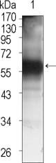 Figure 1: Western blot analysis using TEC mouse mAb against TEC (aa90-240)-hIgGFc transfected HEK293 cell lysate (1).