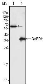 Figure 1: Western blot analysis using FRK mouse mAb against K562 cell lysate (1).