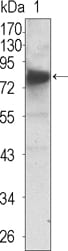 Figure 1: Western blot analysis using NTRK3 mouse mAb against extracellular domain of human NTRK3 (aa32-429).