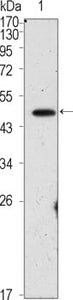 Figure 1: Western blot analysis using OCT4 mouse mAb against PMA treated HepG2 cell lysate (1).
