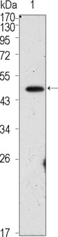 Figure 1: Western blot analysis using OCT4 mouse mAb against PMA treated HepG2 cell lysate (1).