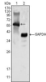 Figure 1: Western blot analysis using MATK mouse mAb against K562 cell lysate (1).