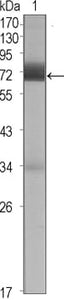 Figure 1: Western blot analysis using CER1 mouse mAb against CER1 (aa18-267)-hIgGFc transfected HEK293 cell lysate (1).