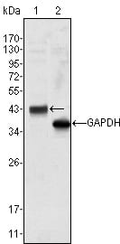 Figure 1: Western blot analysis using WNT10B mouse mAb against Hela cell lysate (1).