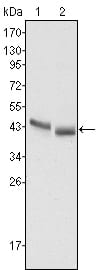 Figure 1: Western blot analysis using PGA5 mouse mAb against HepG2 (1) and SMMC-7721 (2) cell lysate.