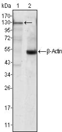 Figure 1: Western blot analysis using JAK3 mouse mAb against Jurkat cell lysate (1).