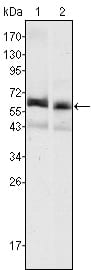 Figure 1: Western blot analysis using AFP mouse mAb against HepG2 (1) and SMMC-7721 (2) cell lysate.
