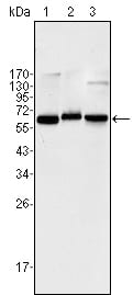 Figure 1: Western blot analysis using NF-?B p65 mouse mAb against Jurkat (1), K562 (2) and NIH/3T3 (3) cell lysate.