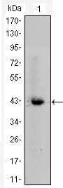 Figure 1: Western blot analysis using CTNNB1 mouse mAb against CTNNB1-hIgGFc transfected HEK293 cell lysate.