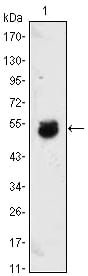 Figure 1: Western blot analysis using BMP4 mouse mAb against BMP4-hIgGFc transfected HEK293 cell lysate.