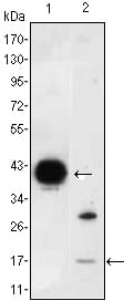 Figure 1: Western blot analysis using FABP2 mouse mAb against FABP2-hIgGFc transfected HEK293 (1) cell lysate and LOVO (2) cell lysate.