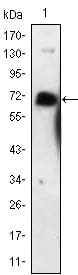 Figure 1: Western blot analysis using NGFR mouse mAb against NGFR-hIgGFc transfected HEK293 cell lysate.