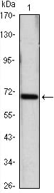 Figure 1: Western blot analysis using HSP70 mouse mAb against Hela (1) cell lysate.