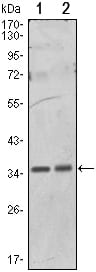 Figure 1: Western blot analysis using PPP1A mouse mAb against Hela (1) and NIH/3T3 (2) cell lysate.