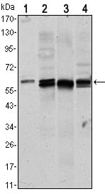 Figure 1: Western blot analysis using AKT1 mouse mAb against NIH/3T3 (1)? Hela (2)?COS7 (3) and Jurkat (4) cell lysate.