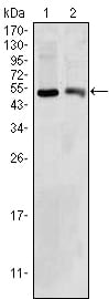 Figure 1: Western blot analysis using BDH1 mouse mAb against HepG2 (1) and NIH/3T3 (2) cell lysate.