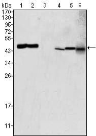 Figure 1: Western blot analysis using GOT2 mouse mAb against HEK293 (1), PC-12 (2), HL-60 (3), BCBL-1 (4), HepG2 (5) and NIH/3T3 (6) cell lysate.