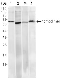 Figure 1: Western blot analysis using Pirh2 mouse mAb against Hela (1), A549 (2), MCF-7 (3) and PC-12 (4) cell lysate.