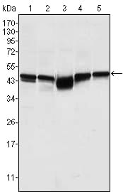 Figure 1: Western blot analysis using GSK3B mouse mAb against A549 (1), K562 (2), PC-12 (3), NIH/3T3 (4), and HEK293 (5) cell lysate.