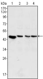 Figure 1: Western blot analysis using MAP2K2 mouse mAb against PC-12 (1), Jurkat (2), Hela (3) and NIH/3T3 (4) cell lysate.