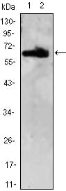 Figure 1: Western blot analysis using ZBTB7B mAb against HEK293 (1,2) cell lysate.