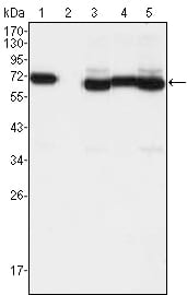 Figure 1: Western blot analysis using TCF3 mouse mAb against A549 (1), A431 (2), Hela (3), PANC-1 (4) and PC-3 (5) cell lysate.